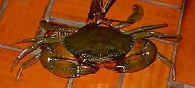 これが、アリマンゴ